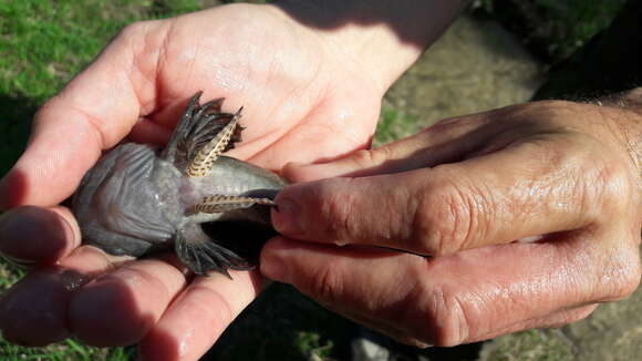 Image of Siberian Bullhead