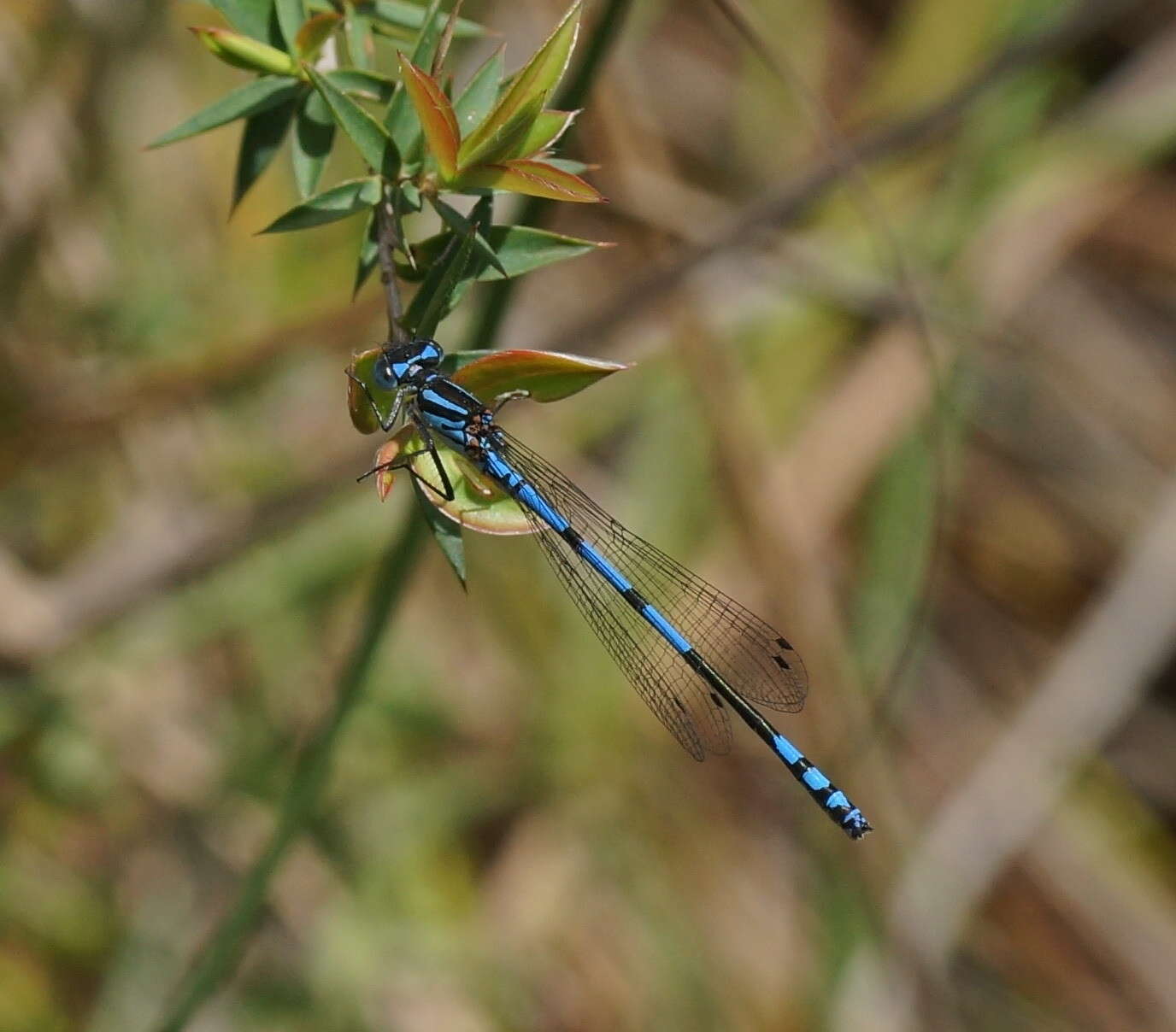 Image of Austrocoenagrion lyelli (Tillyard 1913)