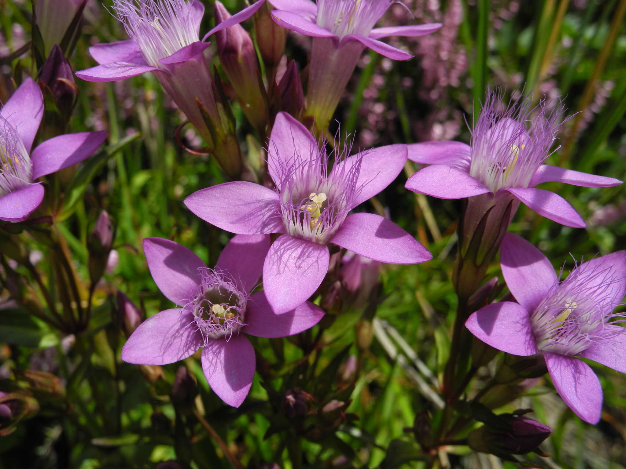 Imagem de Gentianella germanica (Willd.) E. F. Warburg