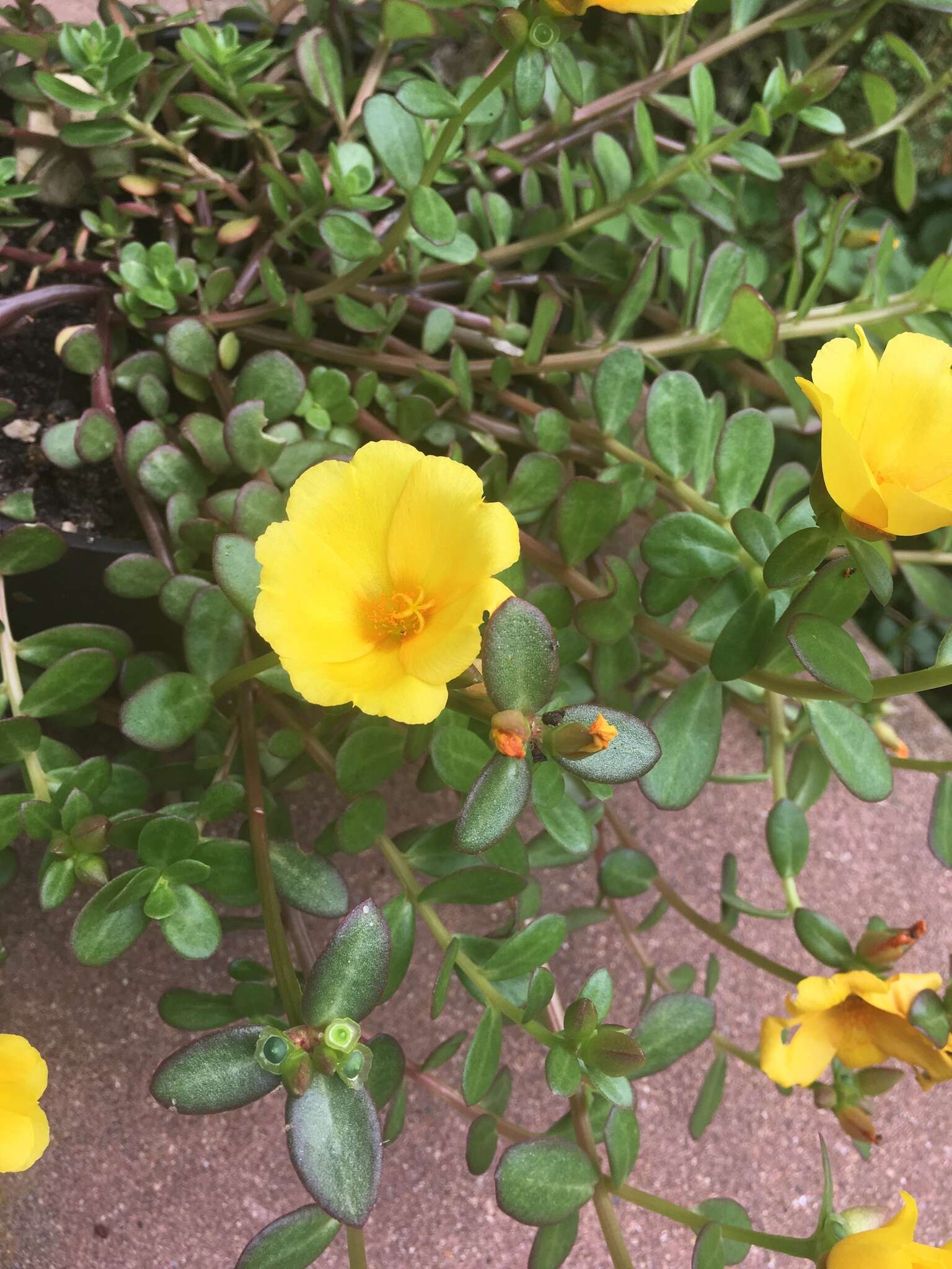 Portulaca umbraticola Kunth resmi