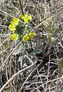 Image de Alyssum montanum subsp. gmelinii (Jord. & Fourr.) Hegi & E. Schmid