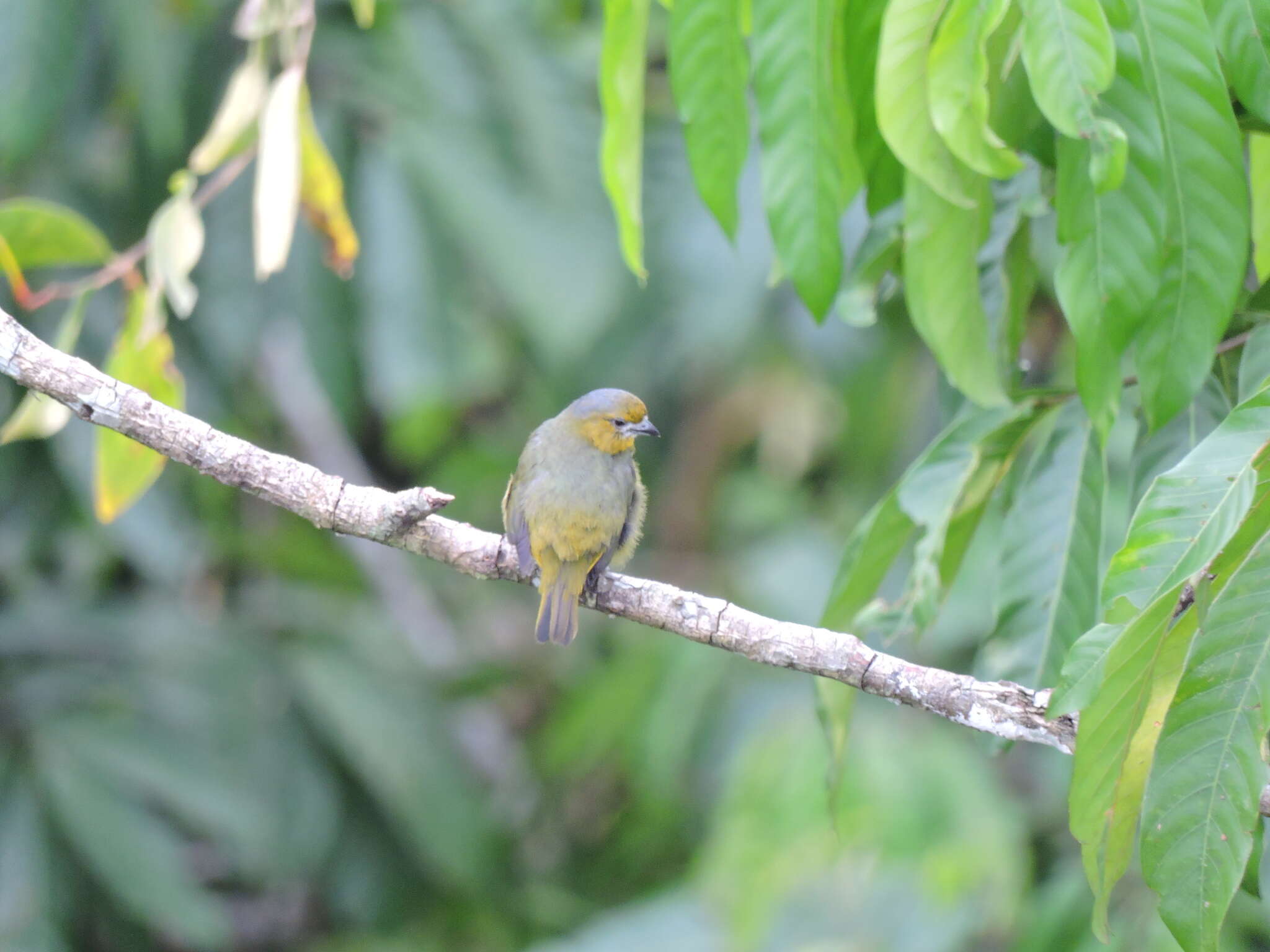 Euphonia chrysopasta Sclater, PL & Salvin 1869的圖片