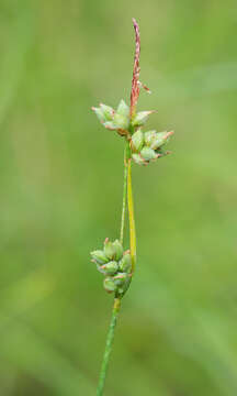 Image of Carex globularis L.