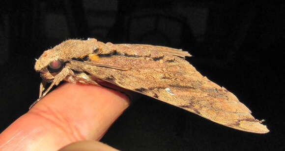 Image of Xanthopan Rothschild & Jordan 1903