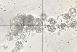 Image of Podospora leporina (Cain) Cain 1962