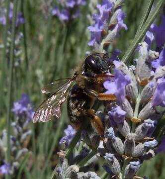 Xylocopa cantabrita Lepeletier 1841 resmi