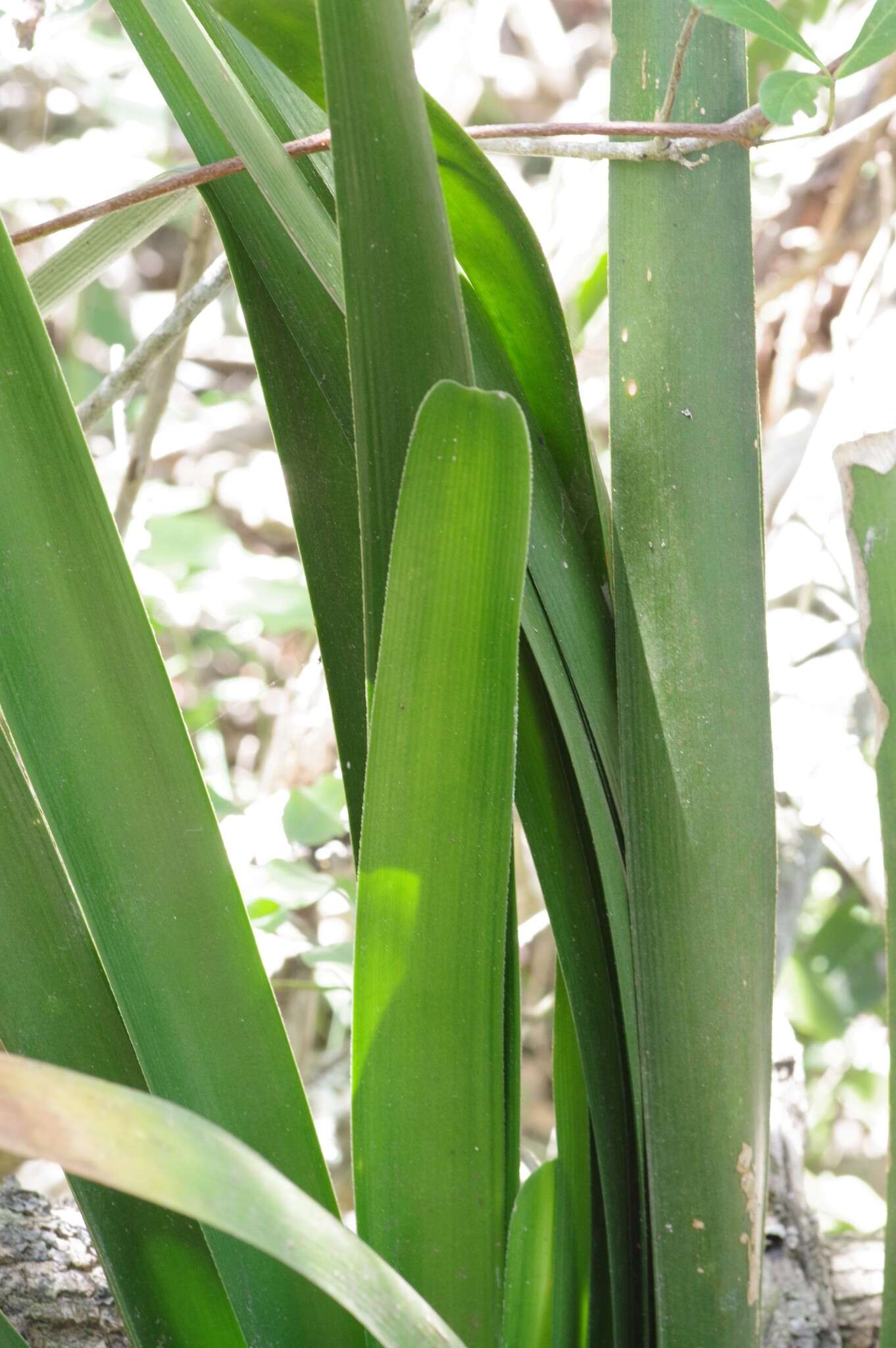 Image of Clivia nobilis Lindl.