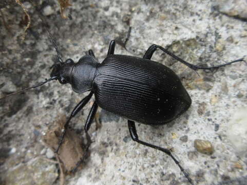 Слика од <i>Calosoma maximowiczi</i>