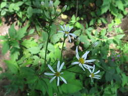 Image of Edible aster