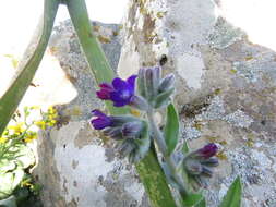 Imagem de Anchusa undulata L.