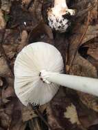 Image of Amanita brunnescens G. F. Atk. 1918