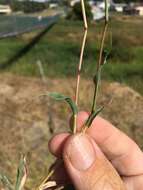 Image of Australian bur grass
