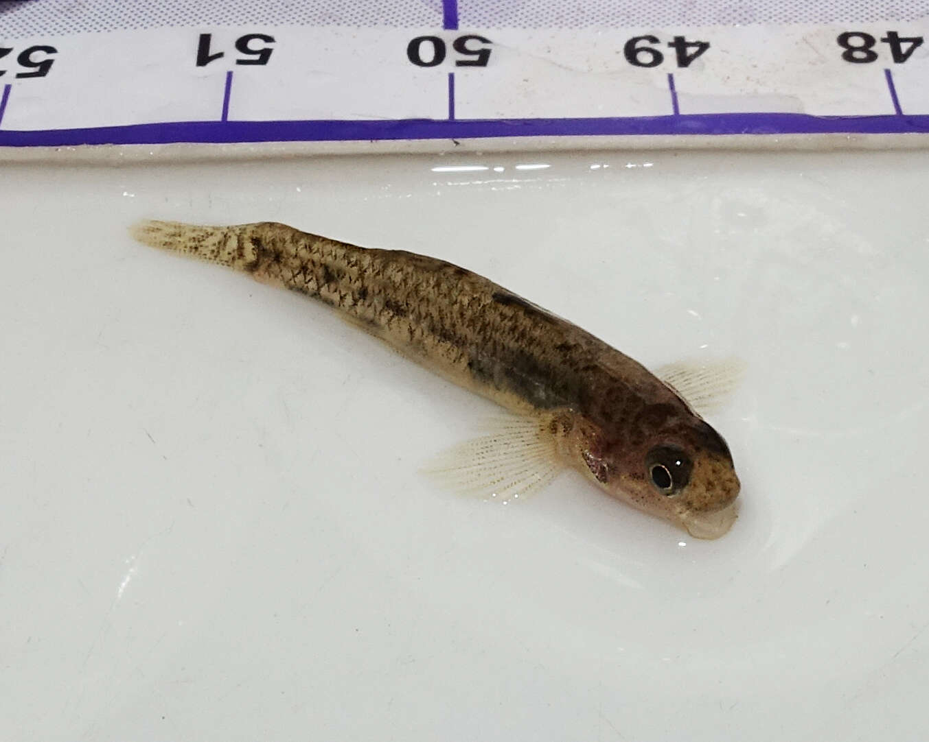Image of Blue-spot goby