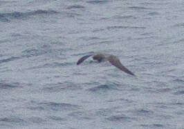 Image of Hawaiian Petrel