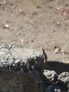 Image of Pale-bellied Hispaniolan curlytail