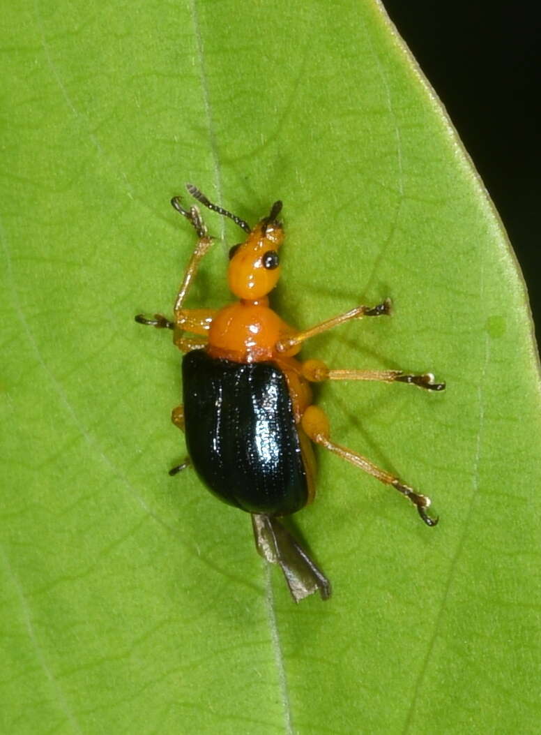 Image of Tomapoderus coeruleipennis Voss 1926