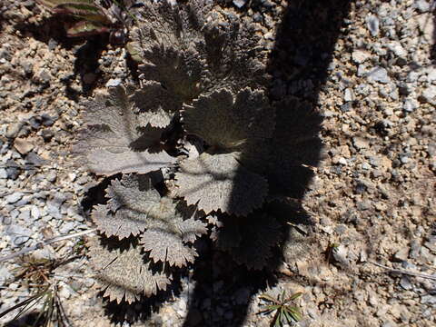 Image of Ranunculus paucifolius T. Kirk