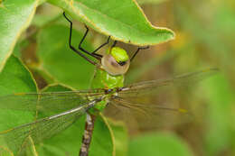 Image of Amazon Darner