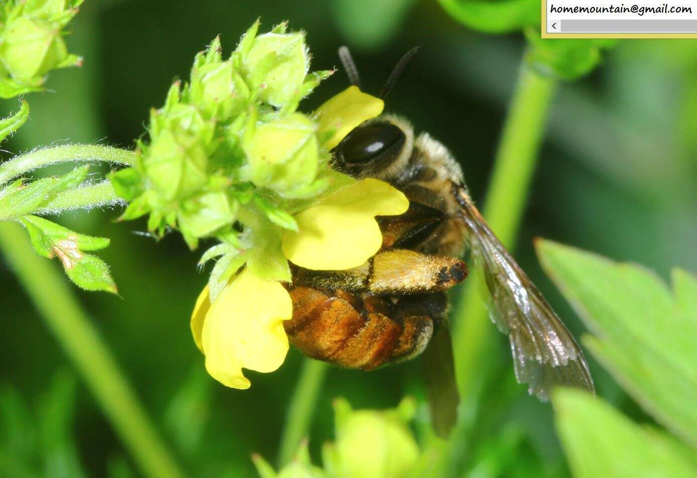 Image of Eucera pekingensis Yasumatsu 1946