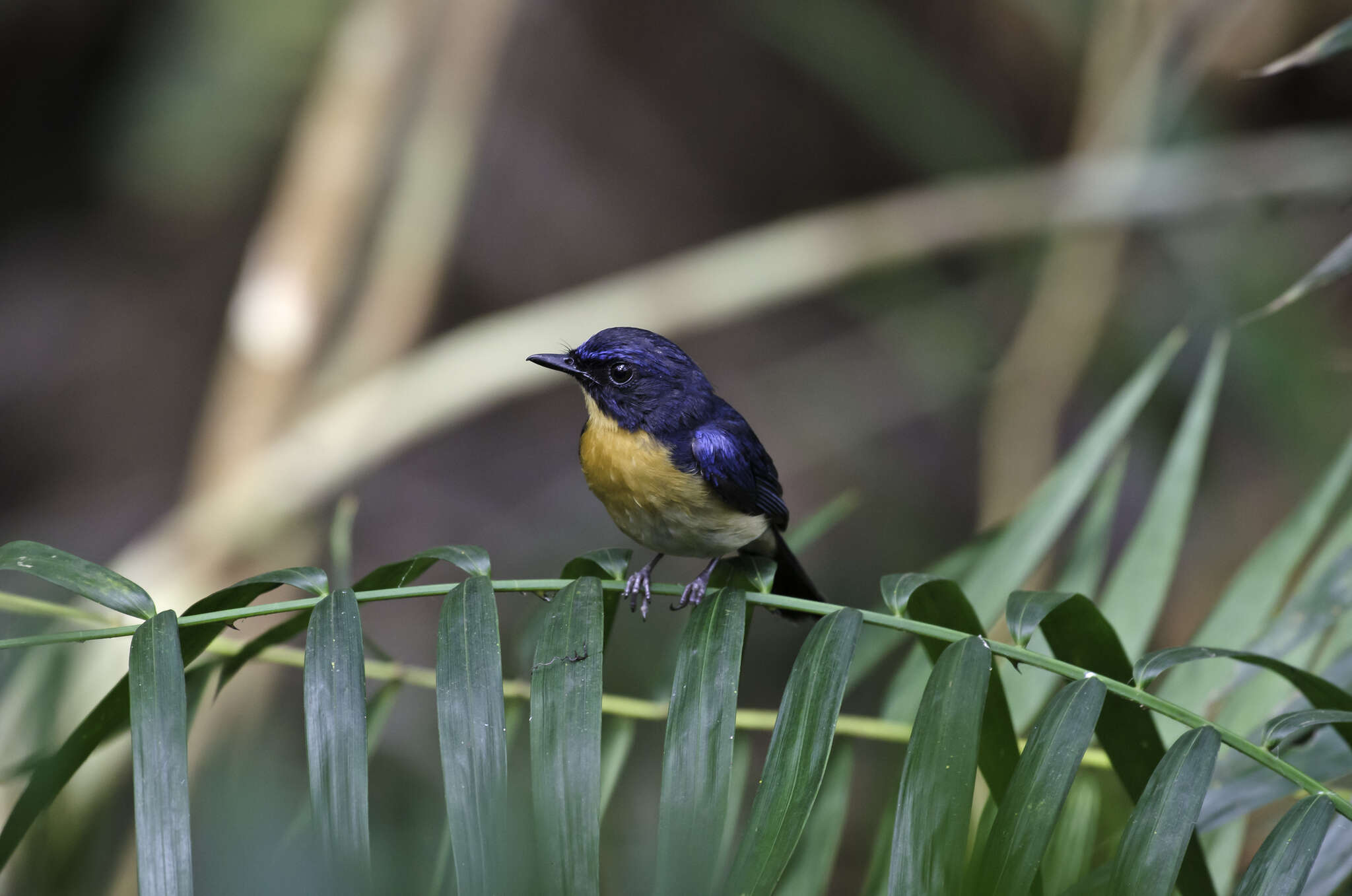 Image de Gobemouche des mangroves