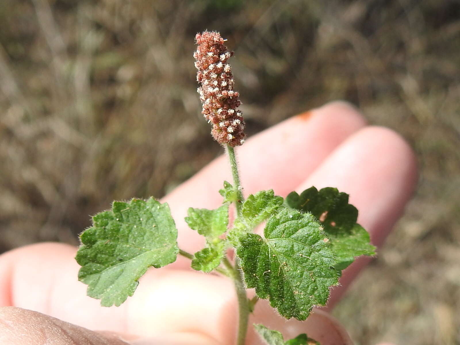 Image de Acalypha monostachya Cav.