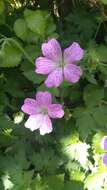 Image of <i>Geranium oxonianum</i>