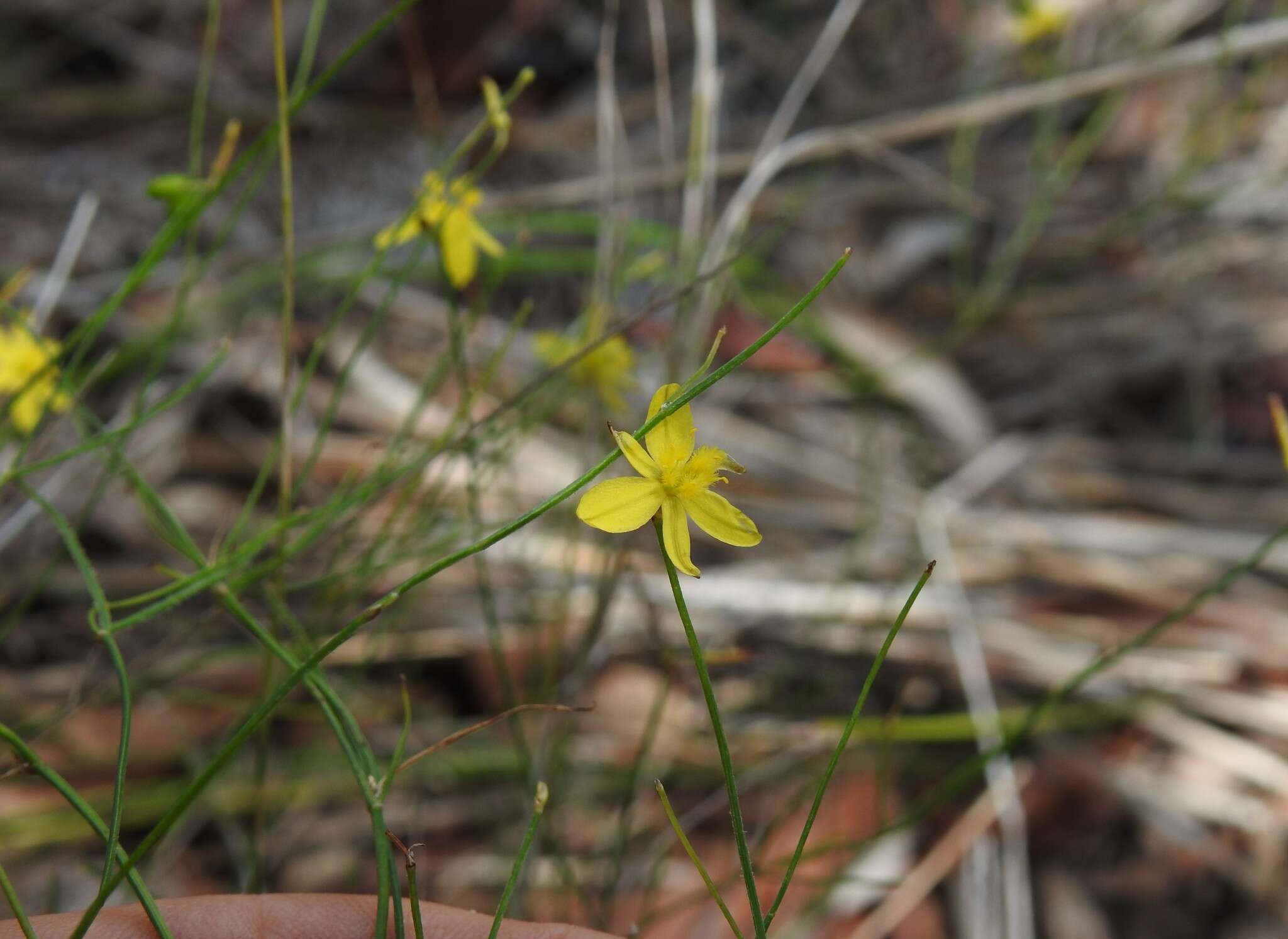 Image of Tricoryne muricata Baker