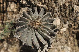 Image of Geohintonia