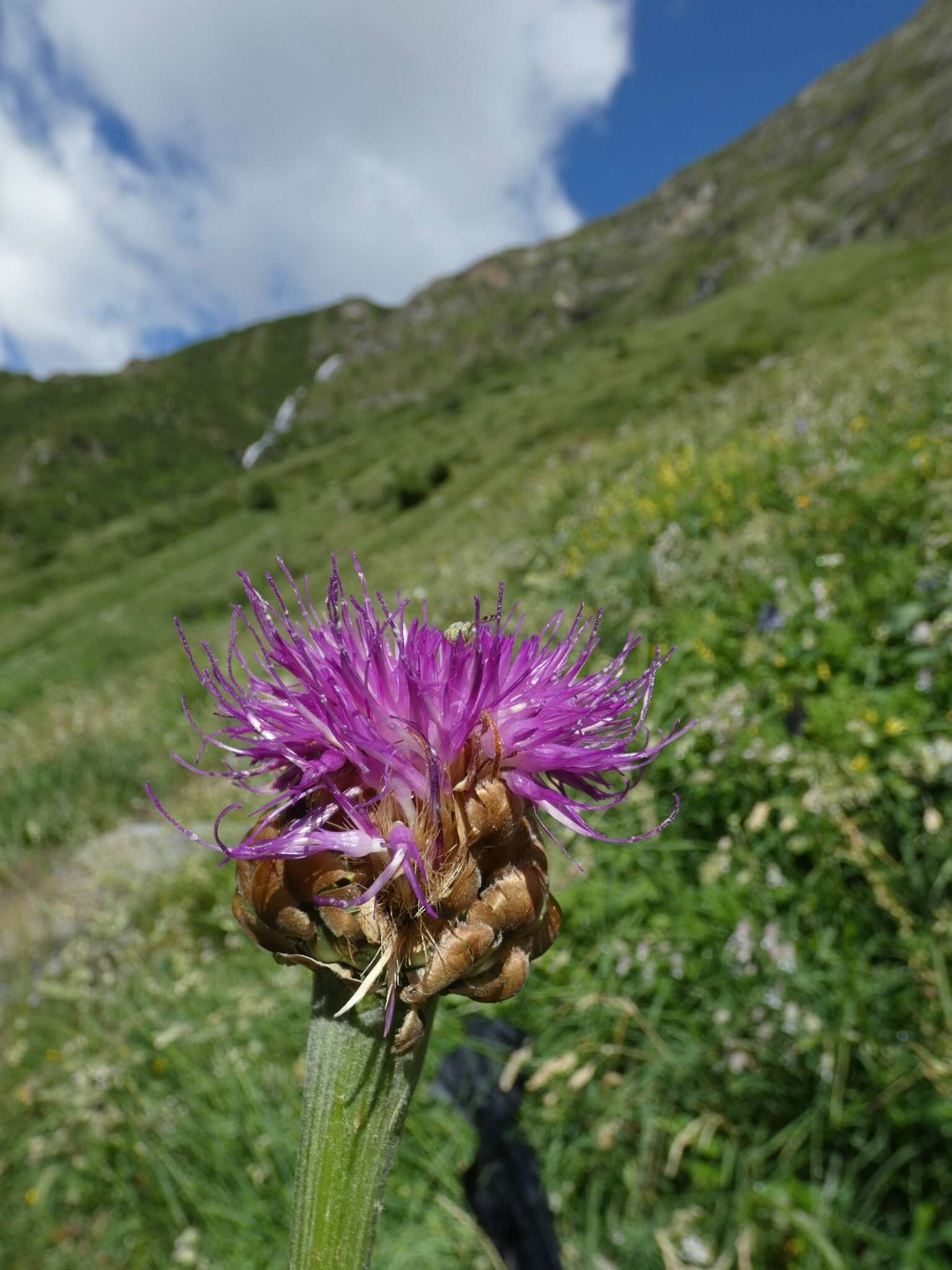 Image of Giant Scabiosa