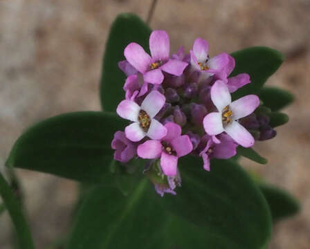 Image de Aethionema heterocarpum J. Gay ex Trevir.