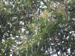 Слика од Miconia theizans (Bonpl.) Cogn.