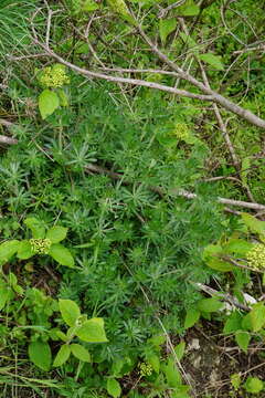 Image of Galium album subsp. pycnotrichum (Heinr. Braun) Krendl