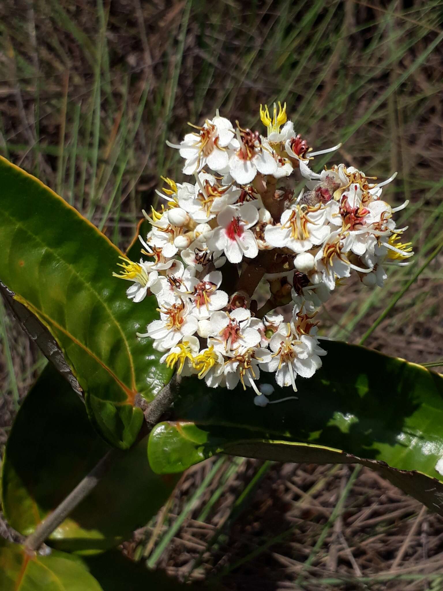 Image of Miconia fallax DC.