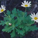 Image of Argyranthemum coronopifolium (Willd.) Webb