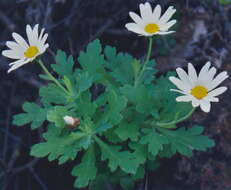 Argyranthemum coronopifolium (Willd.) Webb的圖片