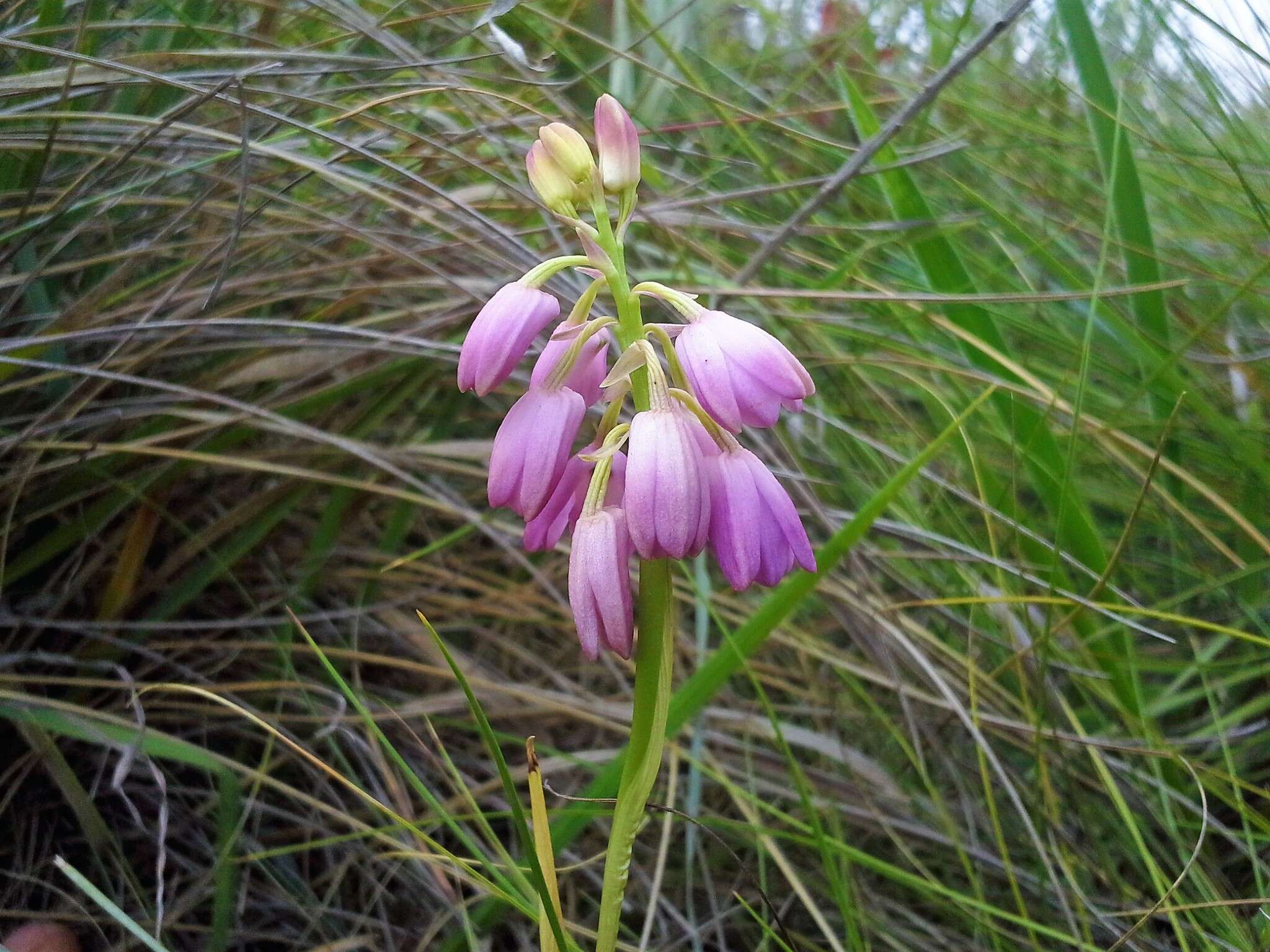 Image of Eulophia aculeata (L. fil.) Spreng.