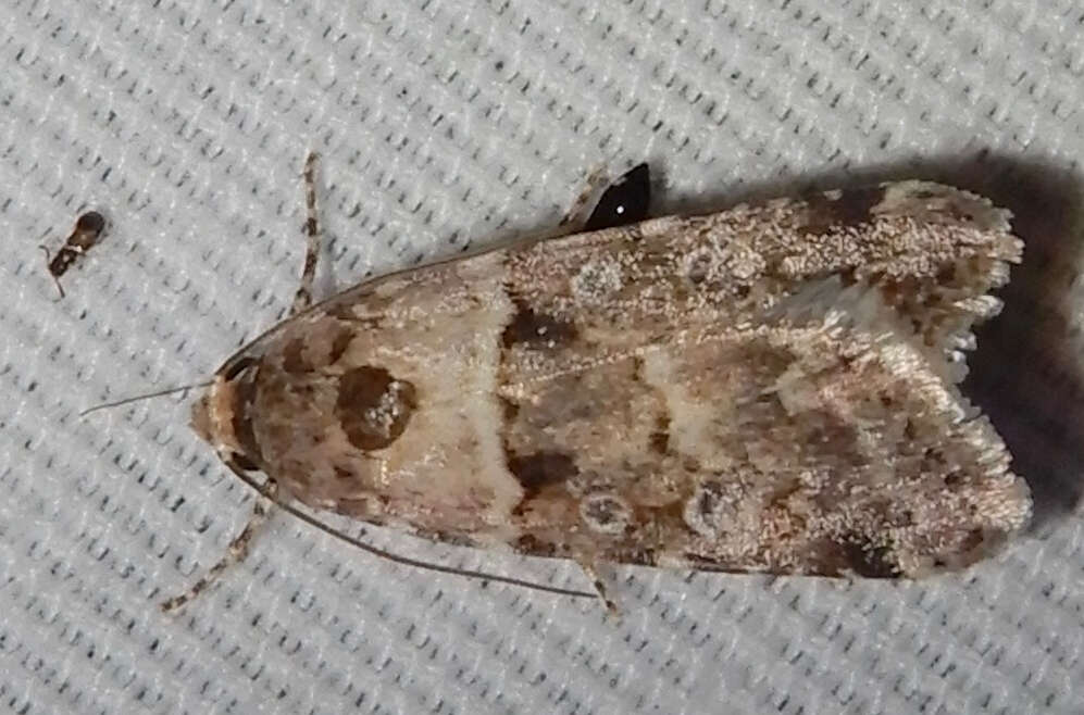 Sivun Copibryophila kuva