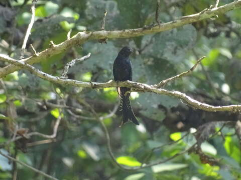 Image of Fork-tailed Drongo-Cuckoo