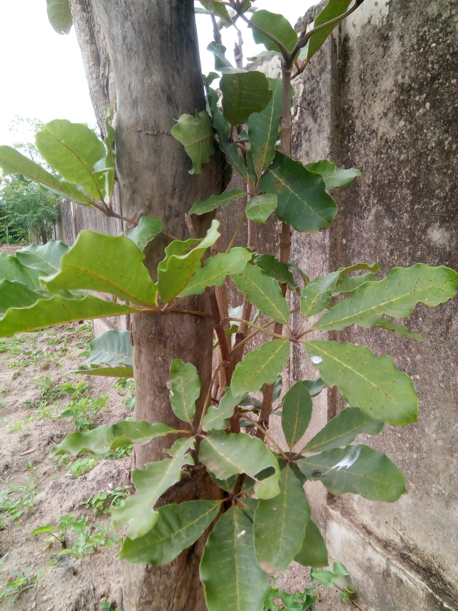 Vitex doniana Sweet resmi