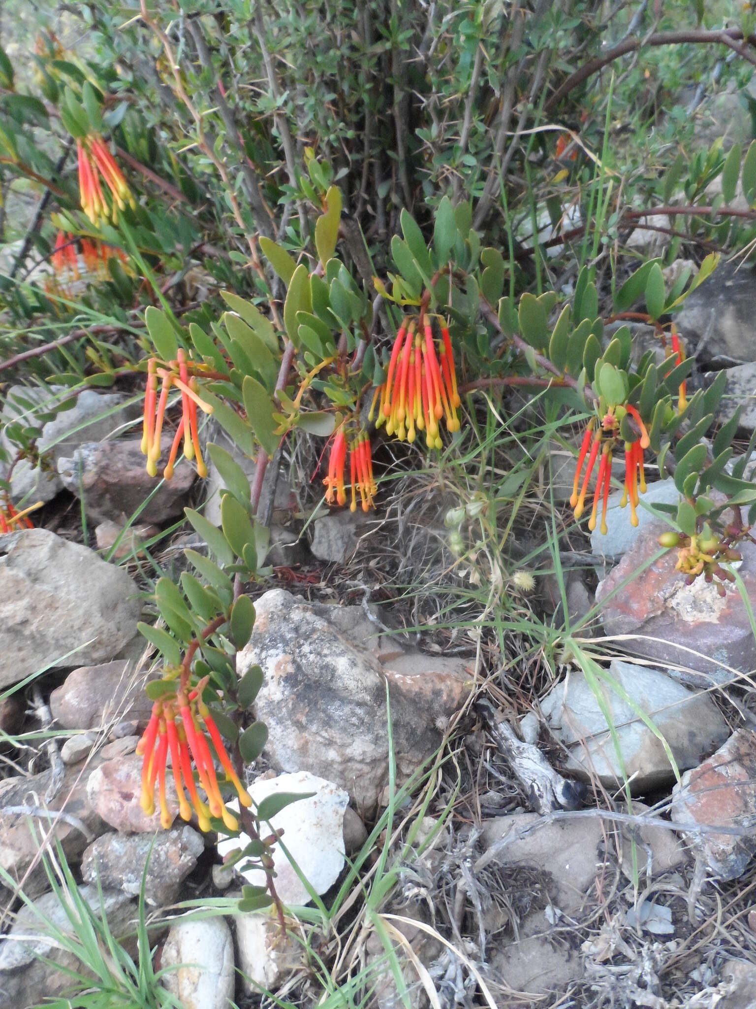 Image of Tristerix penduliflorus J. Kuijt