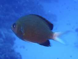 Image of Pemba chromis