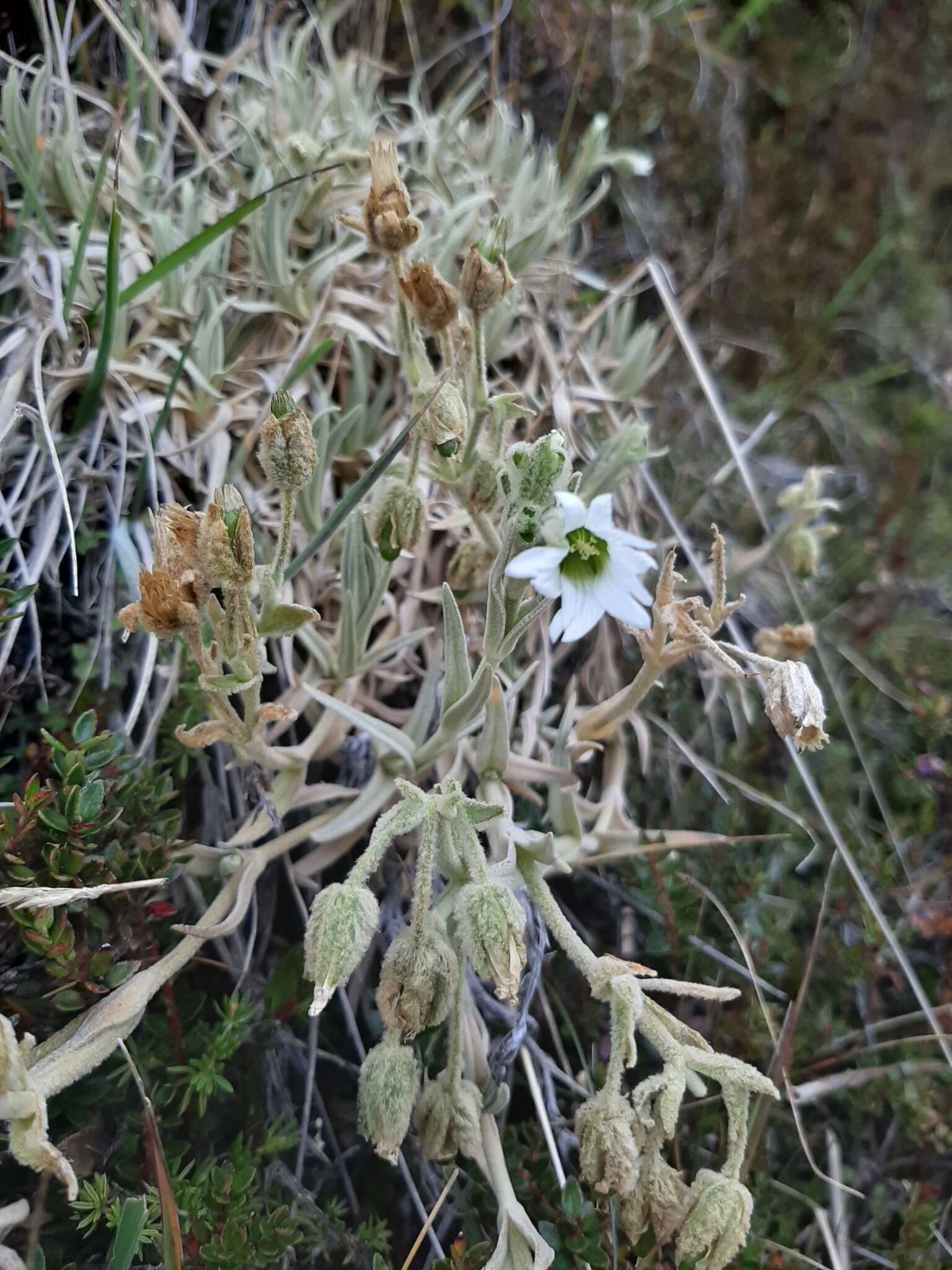 Слика од Cerastium floccosum Benth.