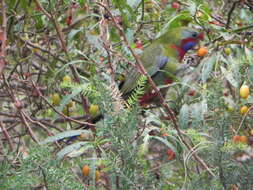 Image of Crimson Rosella