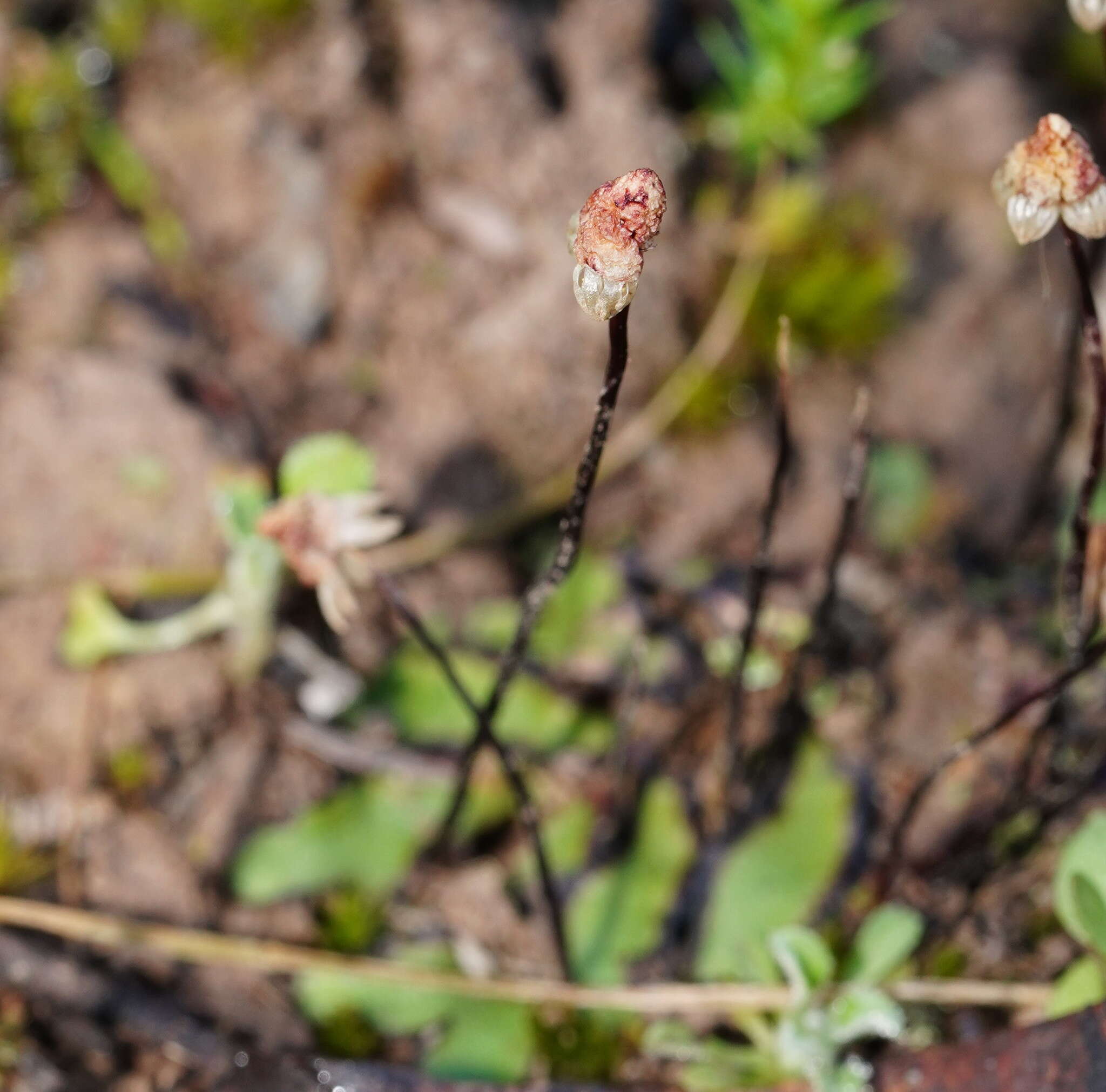 Image of Asterella drummondii (Taylor) R. M. Schust. ex D. G. Long