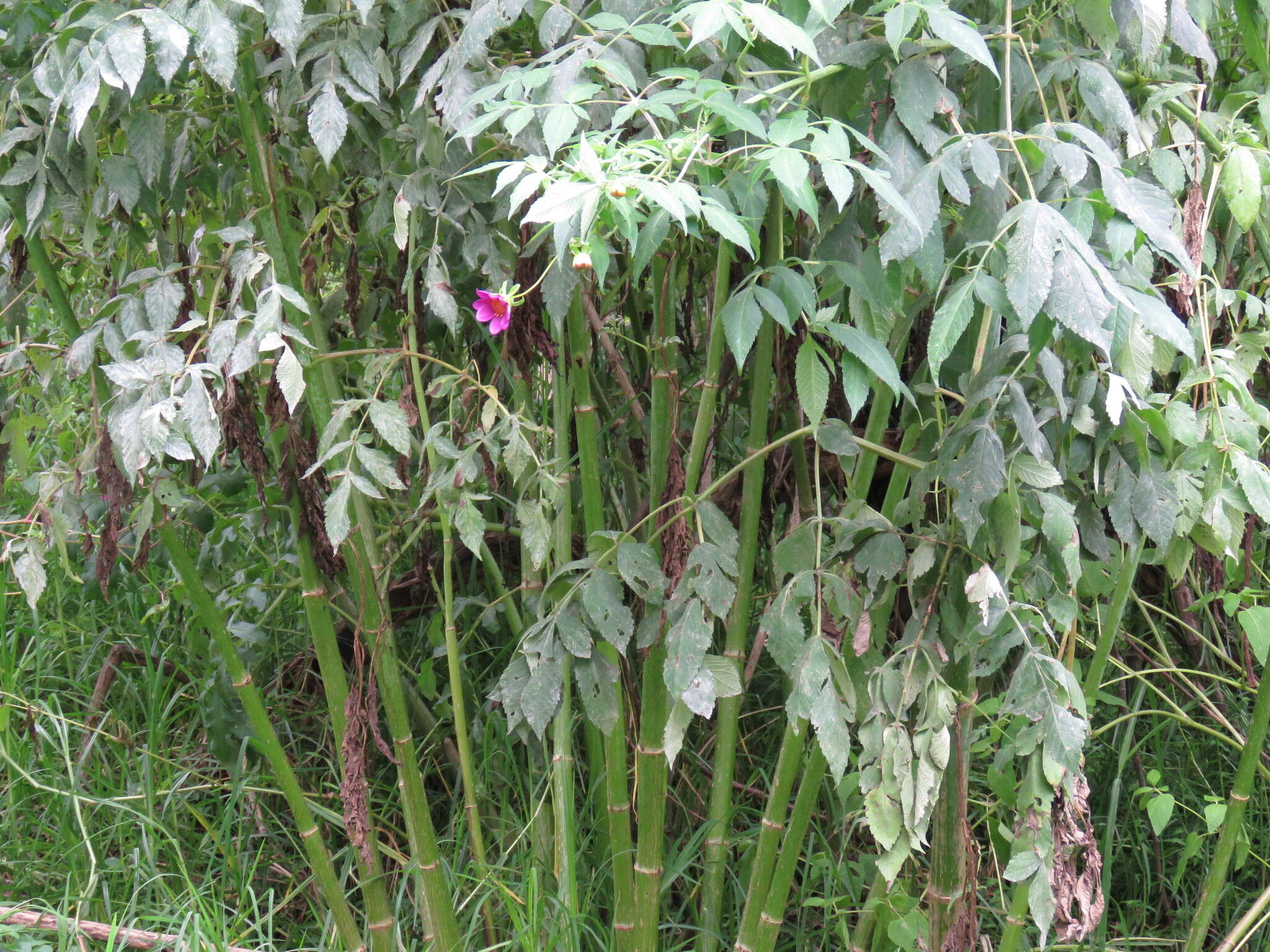 Image of Tree dahlia