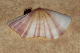 Image of striped tellin