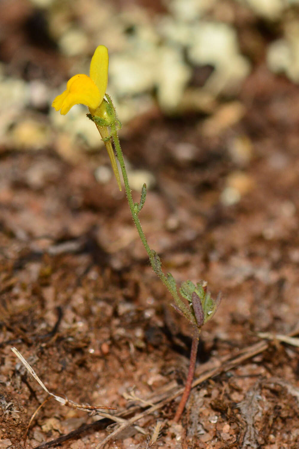 Слика од Linaria munbyana Boiss. & Reuter