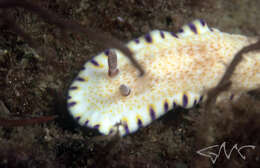 Image of Pale gold and purple slug