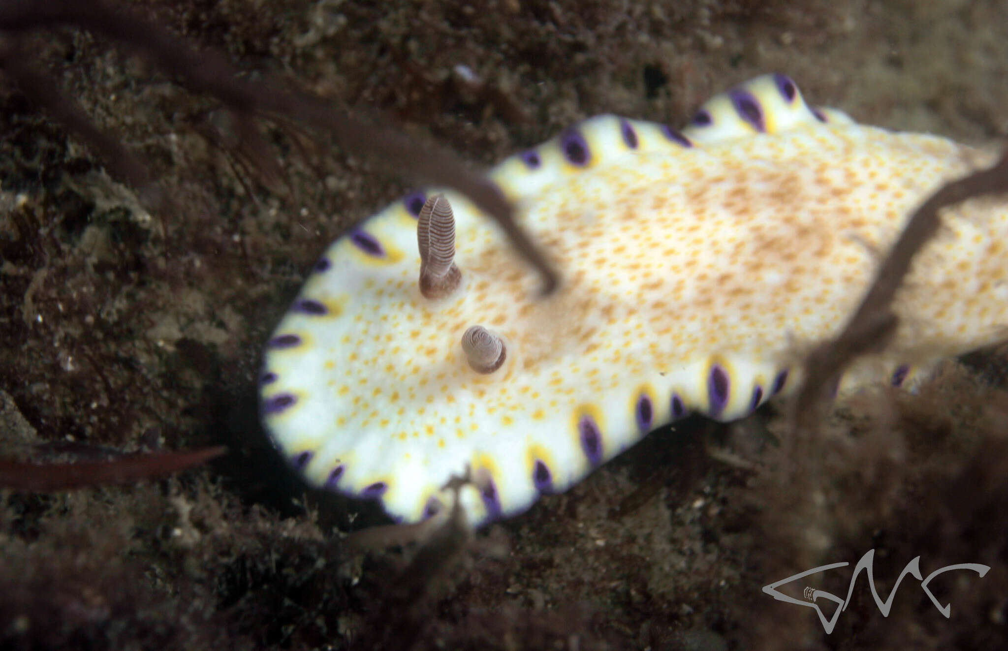 Image of Pale gold and purple slug