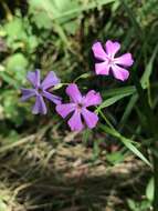 Imagem de Phlox glaberrima subsp. interior (Wherry) Wherry